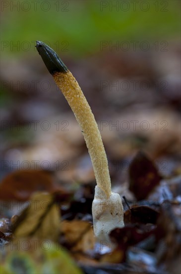 Dog stinkhorn fungus