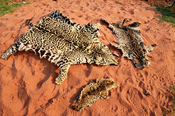 Skins of big cats