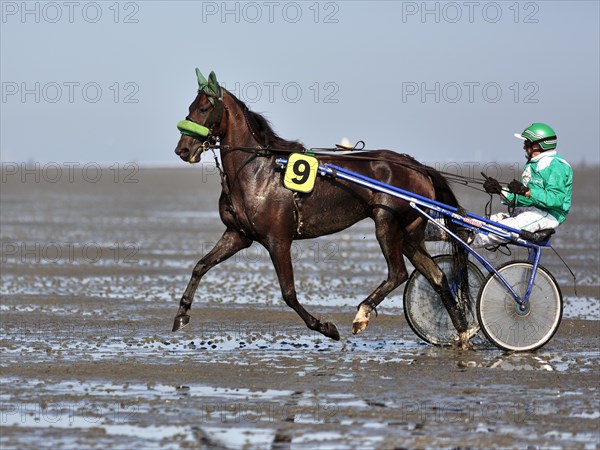 Horse and rider in Sulky