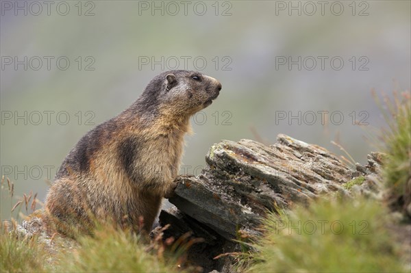 Alpine Marmot