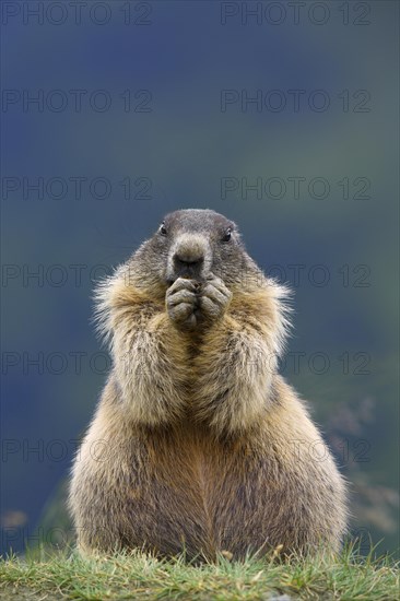 Alpine Marmot