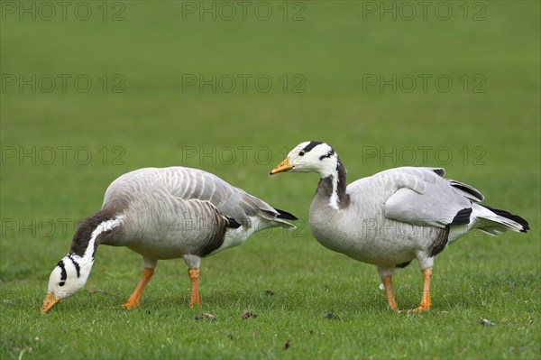 Bar-headed Geese