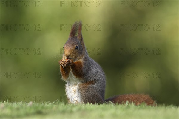 Red Squirrel