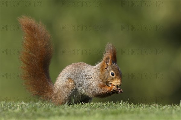 Red Squirrel