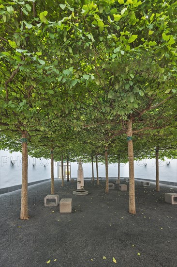 Relaxation room with plane trees