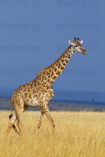 Masai giraffe