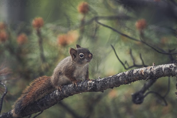 American red squirrel