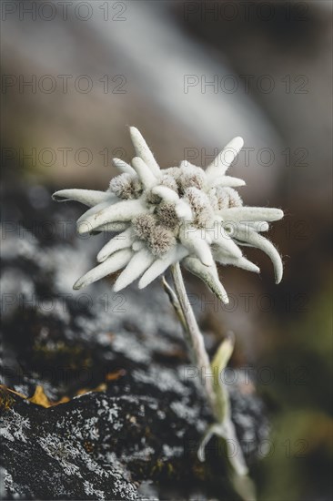 Edelweiss in the Otztal Valley