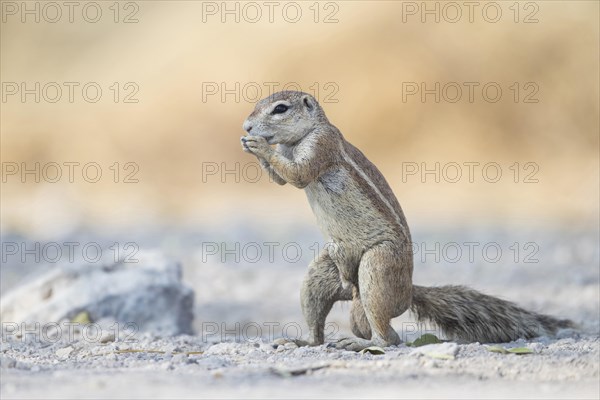 Cape ground squirrel