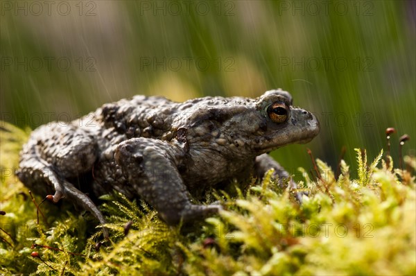 Common toad