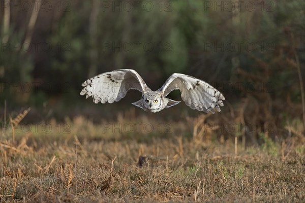 Great-horned owl