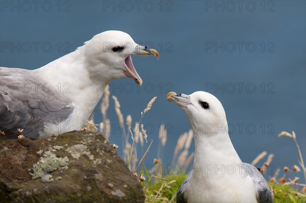 Northern Fulmar