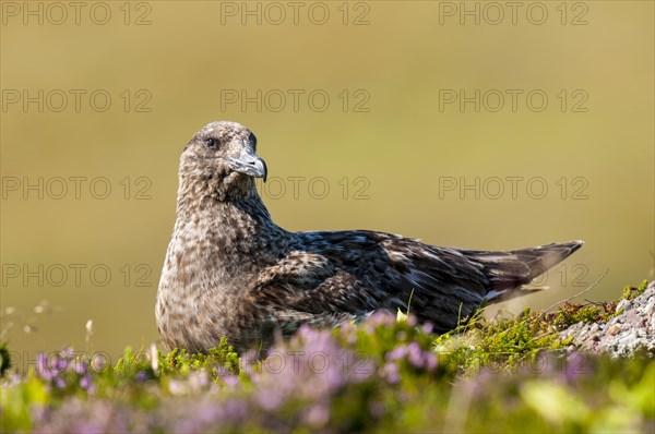 Great Skua