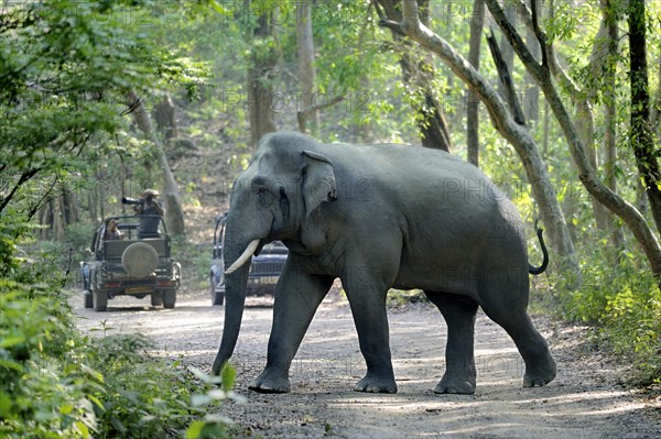 Asian Elephant