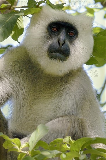 Tarai Grey Langur