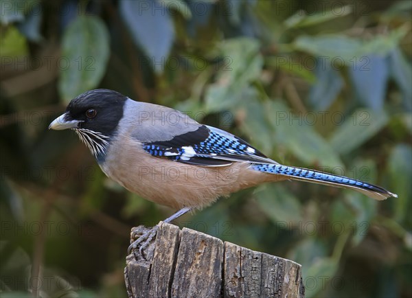 Black-headed Jay