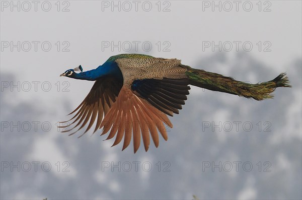 Indian Peafowl