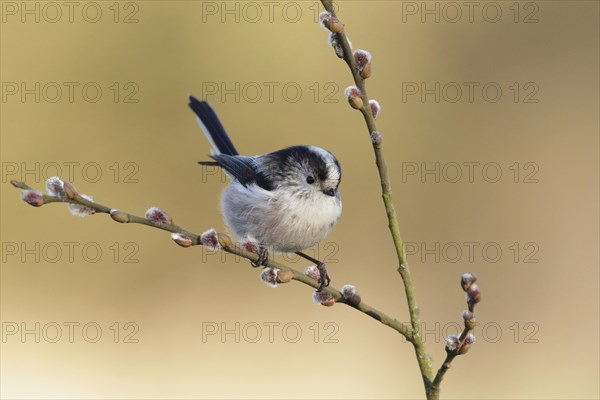 Long-tailed tit