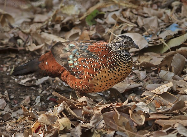 Painted Spurfowl