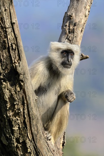 Tarai Grey Langur