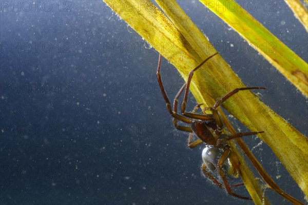 Water Spider