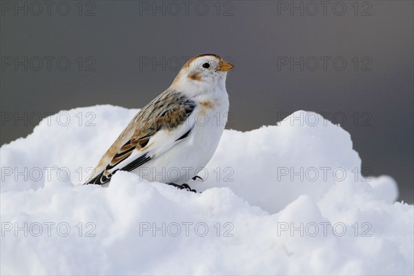 Snow Bunting