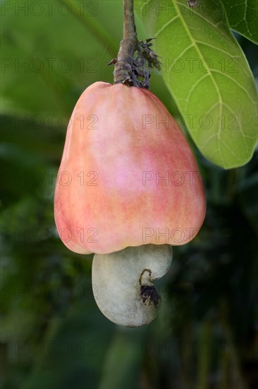 Cashew-nut