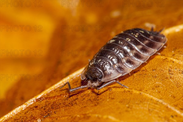 Common shiny woodlouse