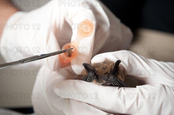 Scientist examining a bat in a wildlife lab