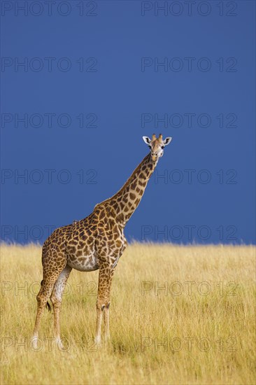 Masai giraffe