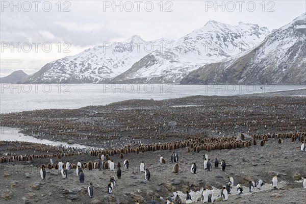 King penguins