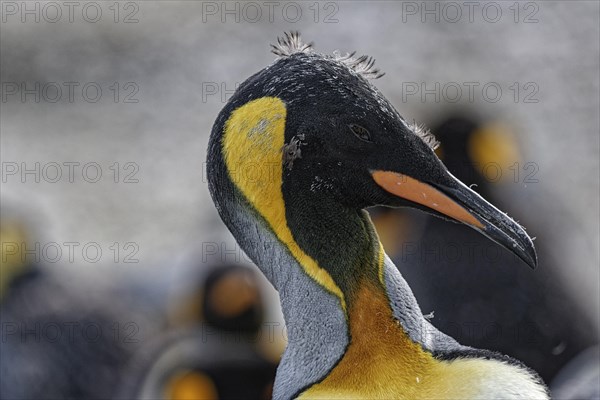 King penguin