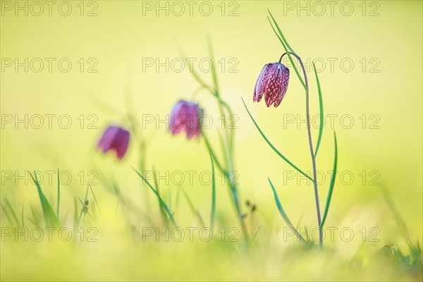 Flowering Snake's Head Fritillary