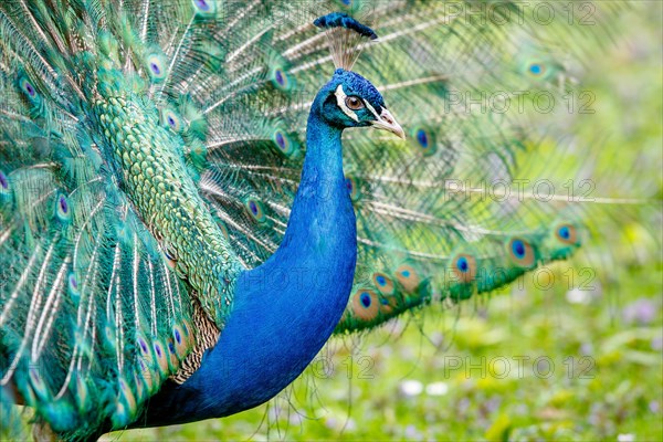 Blue Peacock