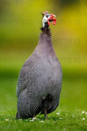 Helmeted guineafowl