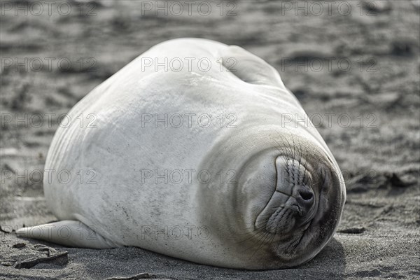 Southern elephant seal