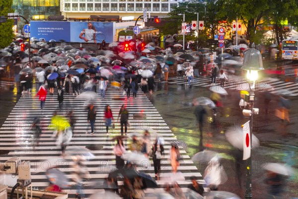 Crowd with umbrellas on zebra crossings at night