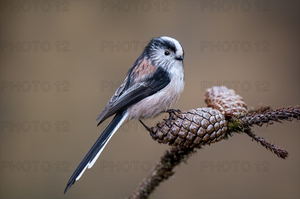 Long-tailed tit