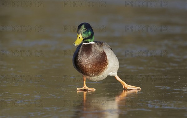 Mallard