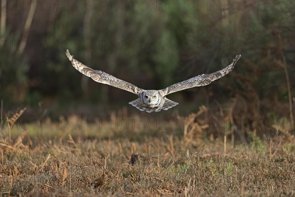 Great-horned owl