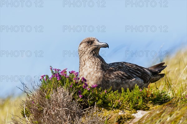 Great Skua