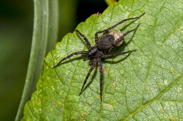 Common Wolfspider