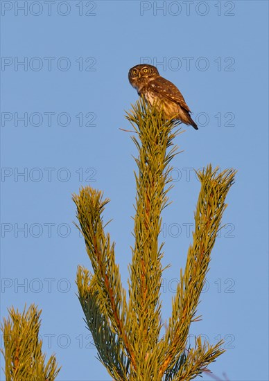 Eurasian Pygmy-owl