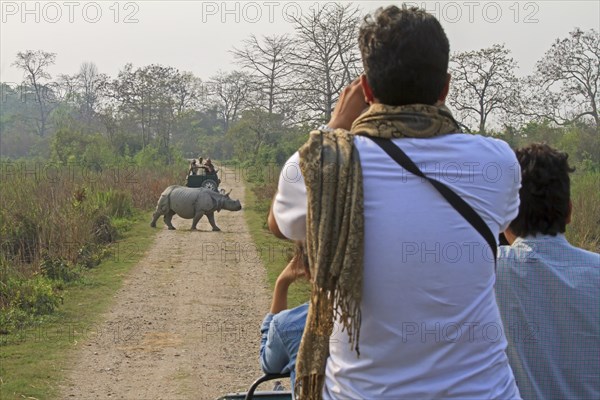 Indian Rhinoceros