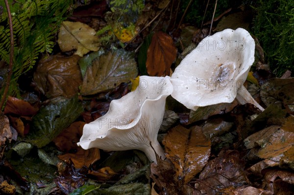 Clouded funnel fungus