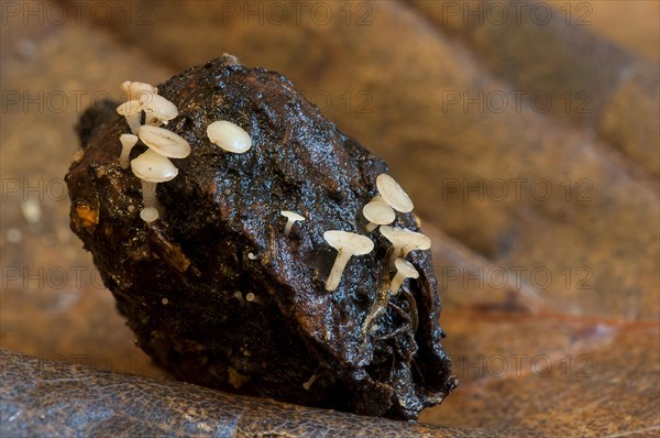 A group of nut disco fungi