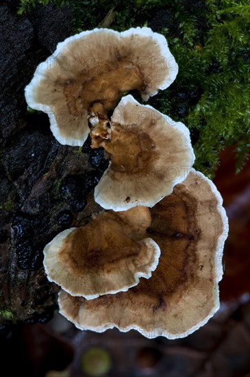 Turkeytail fungus