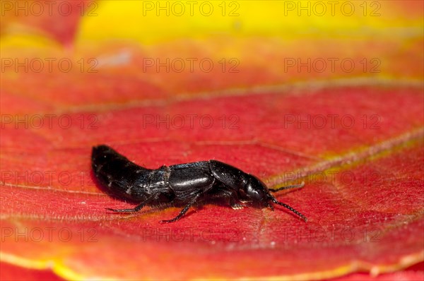 Devil's coach-horse beetle