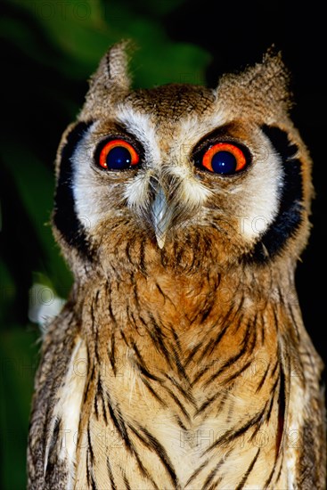 Northern white-faced owl