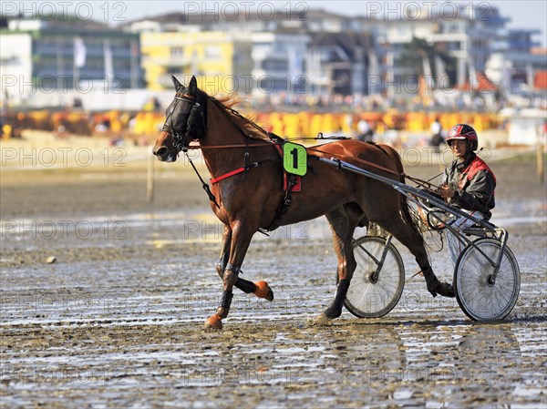 Horse and rider in Sulky